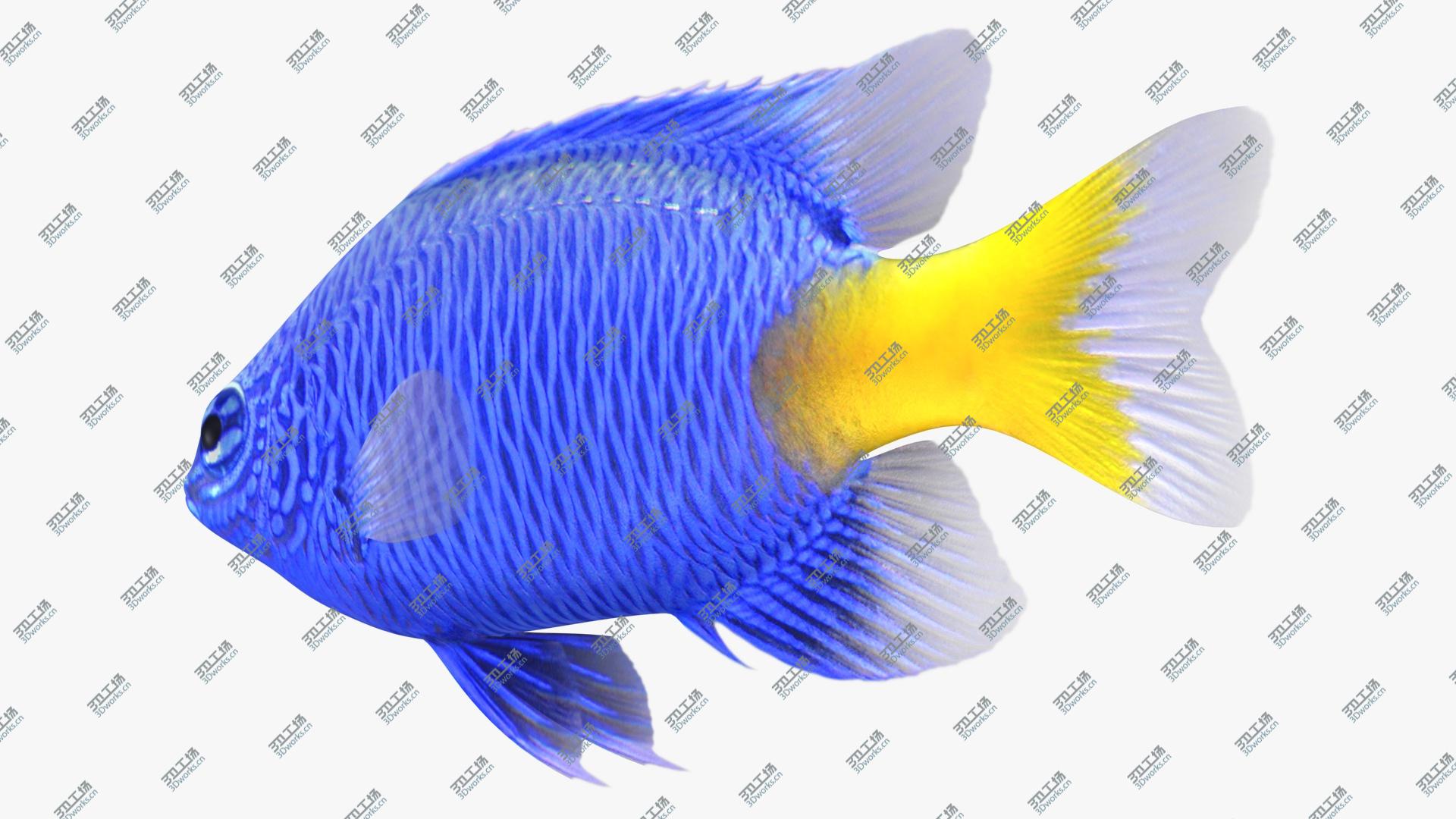 images/goods_img/202105072/3D Yellowtail Damselfish model/5.jpg